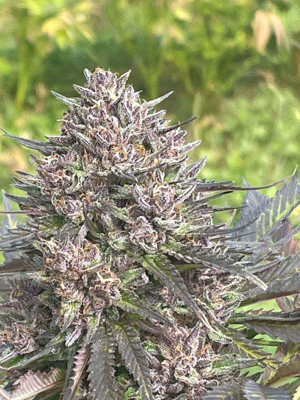 Sugar Plum Purple close-up