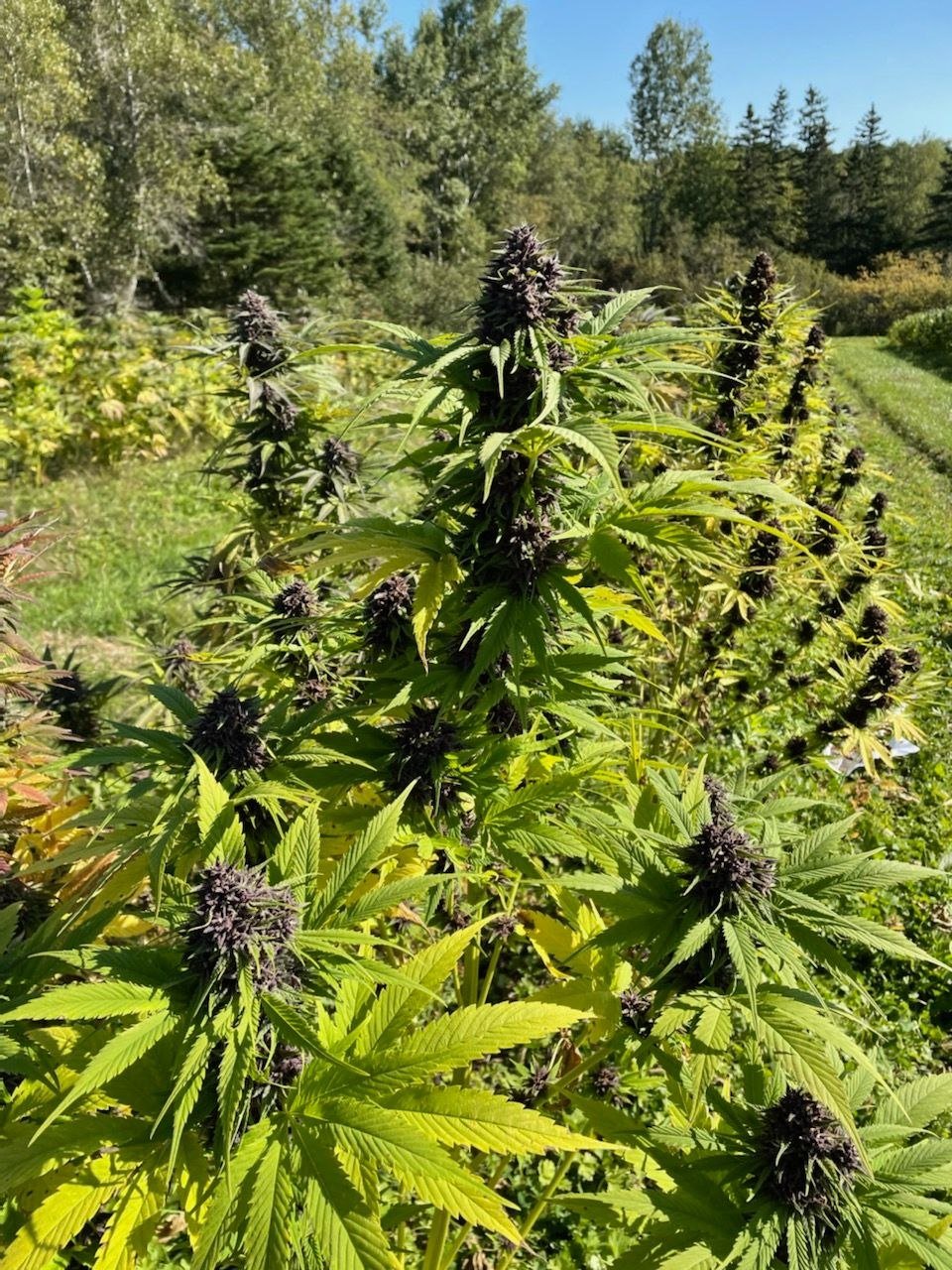 Sugar Plum Purple field row