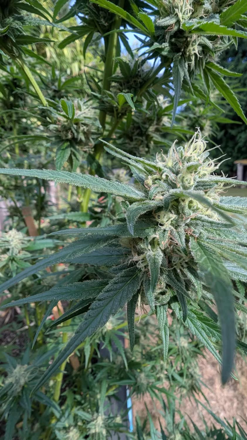 Seaberry bud close-up