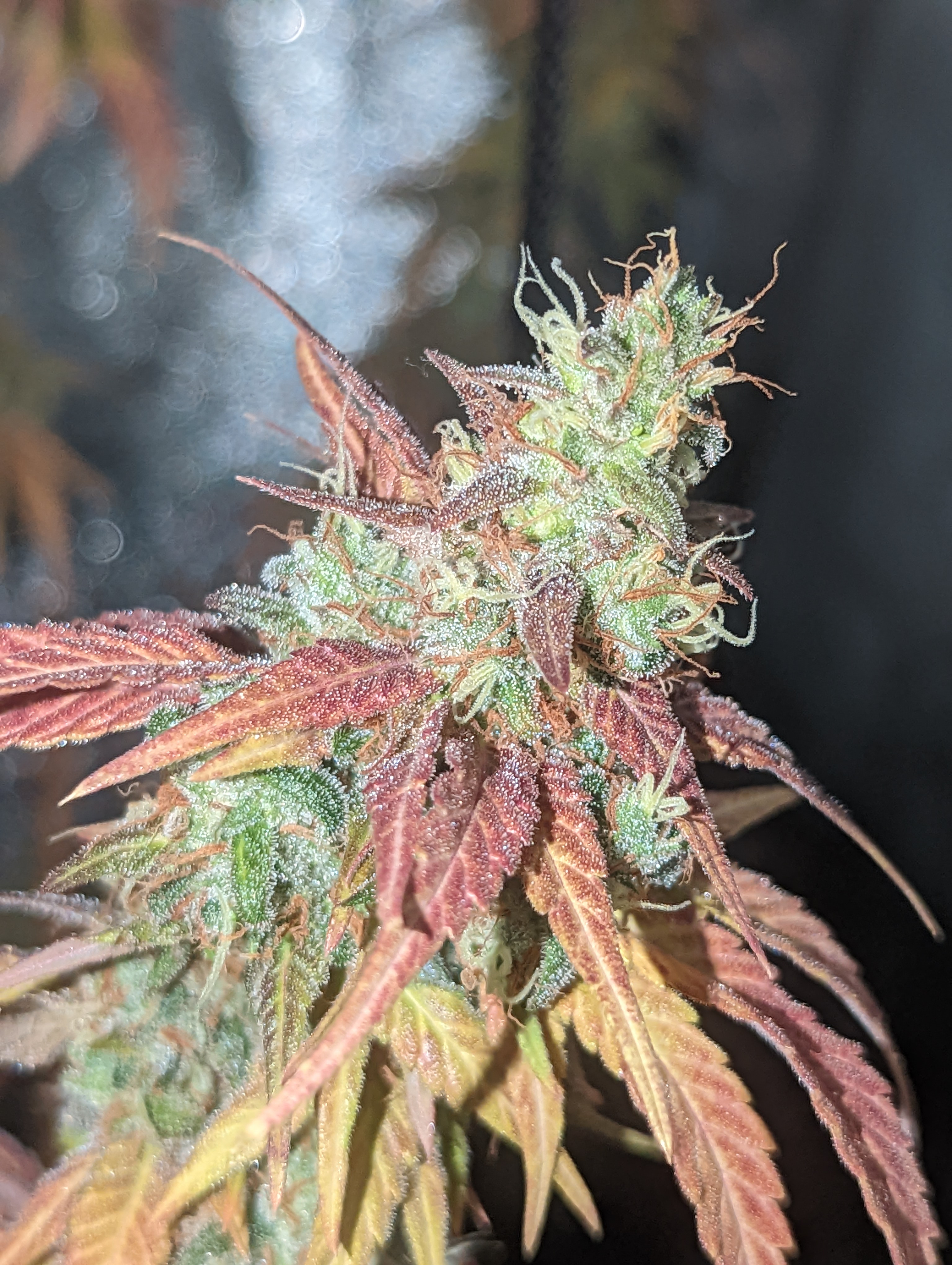 Blue Moonshine x Afghani Hashplant flowering