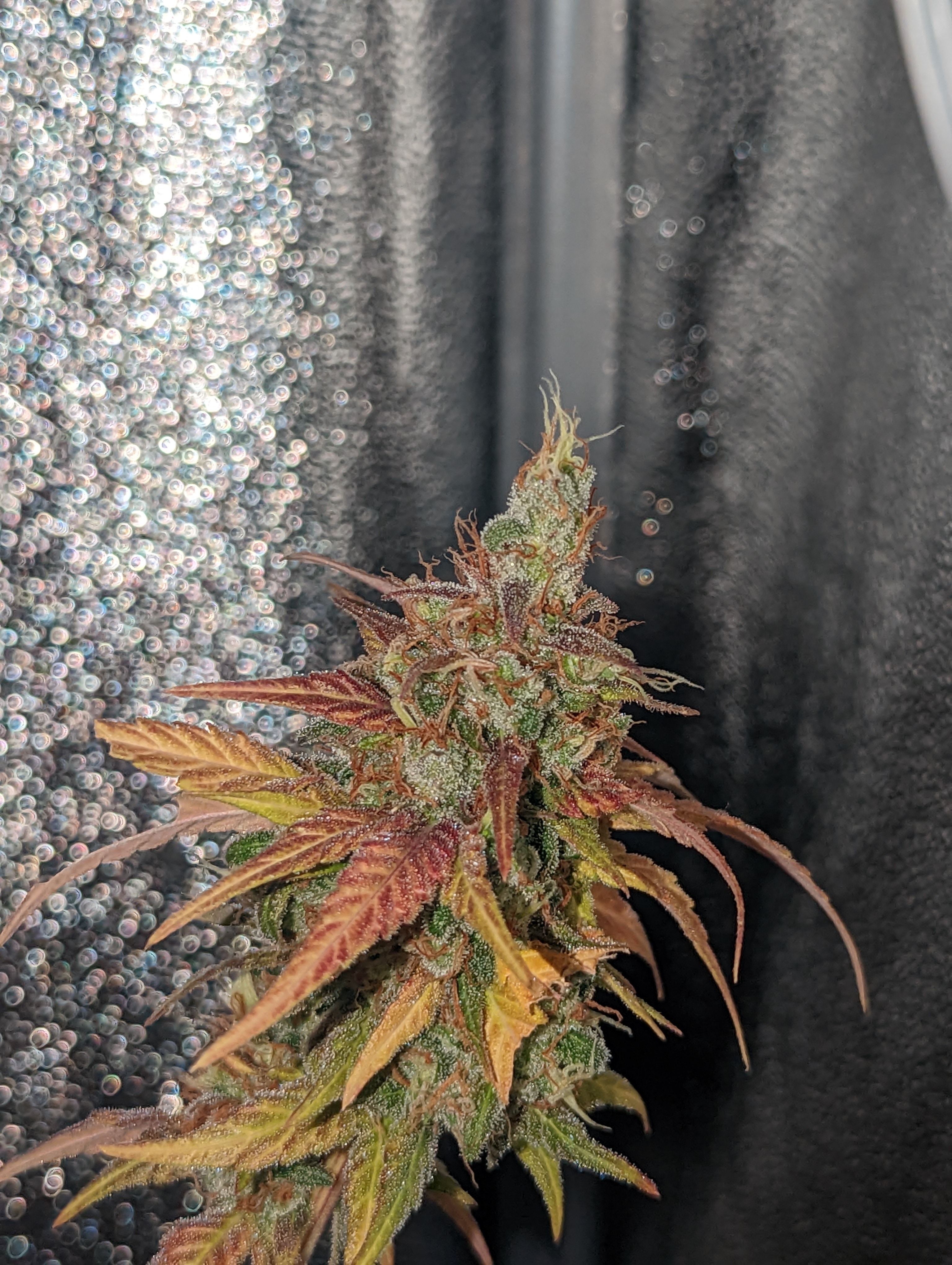 Blue Moonshine x Afghani Hashplant cola