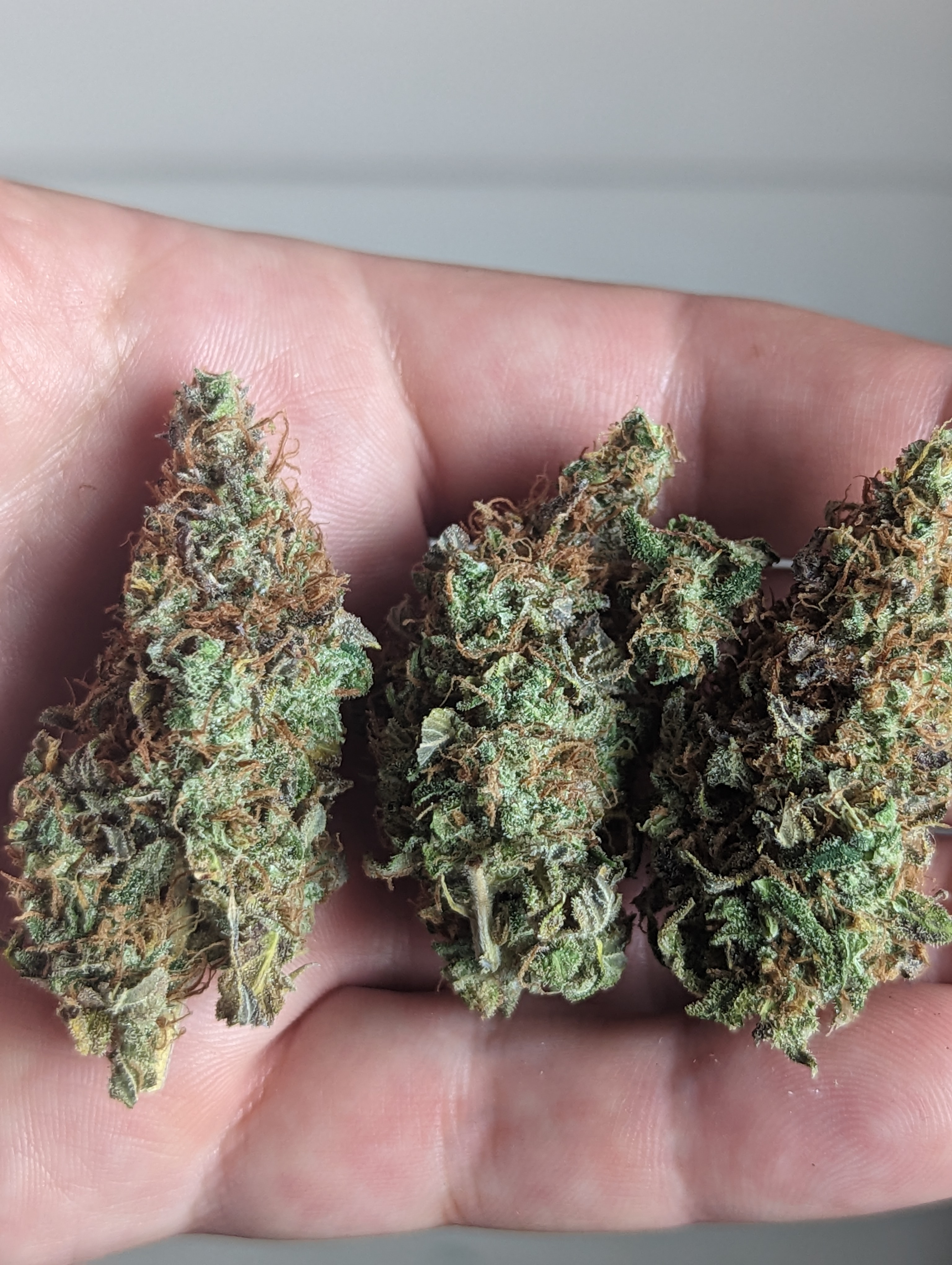 Blue Moonshine x Afghani Hashplant dried buds