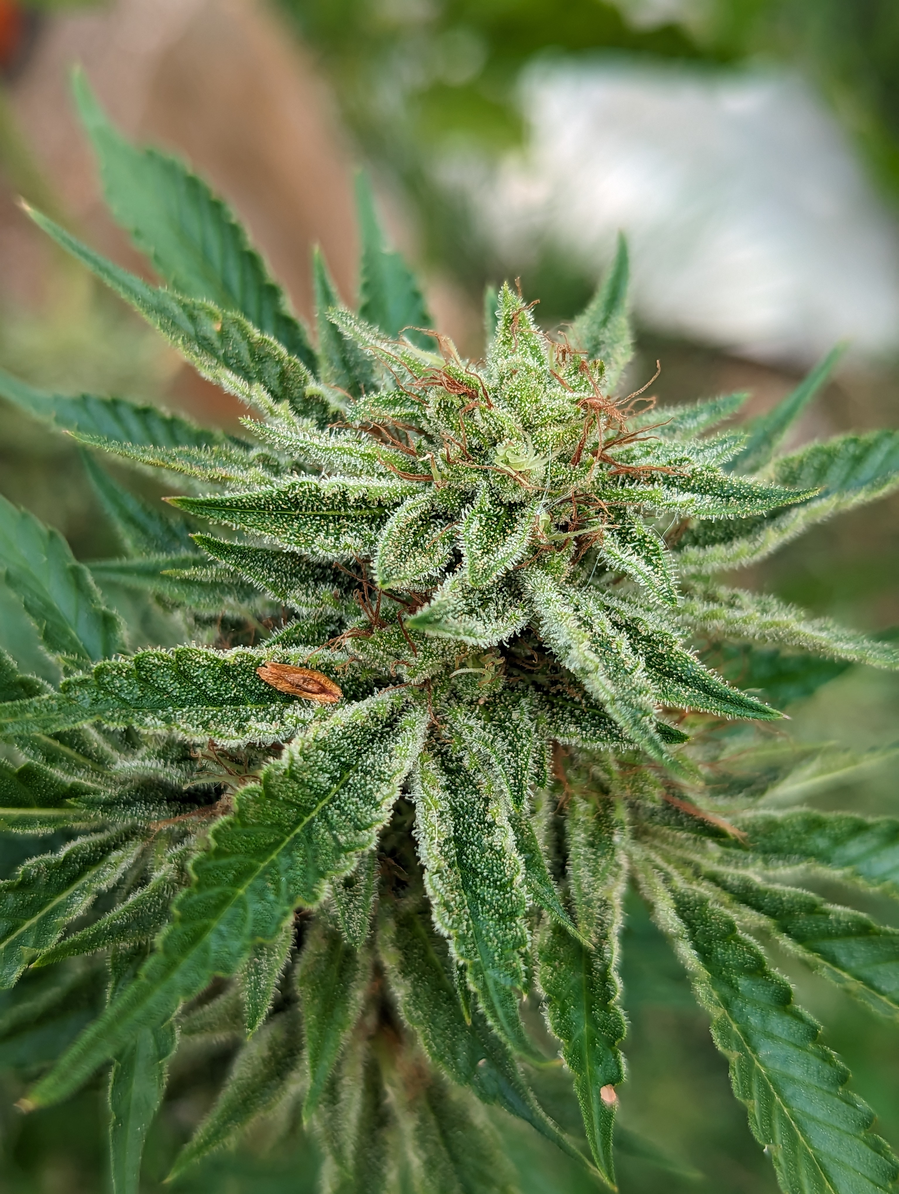 Northern Lights autoflower bud