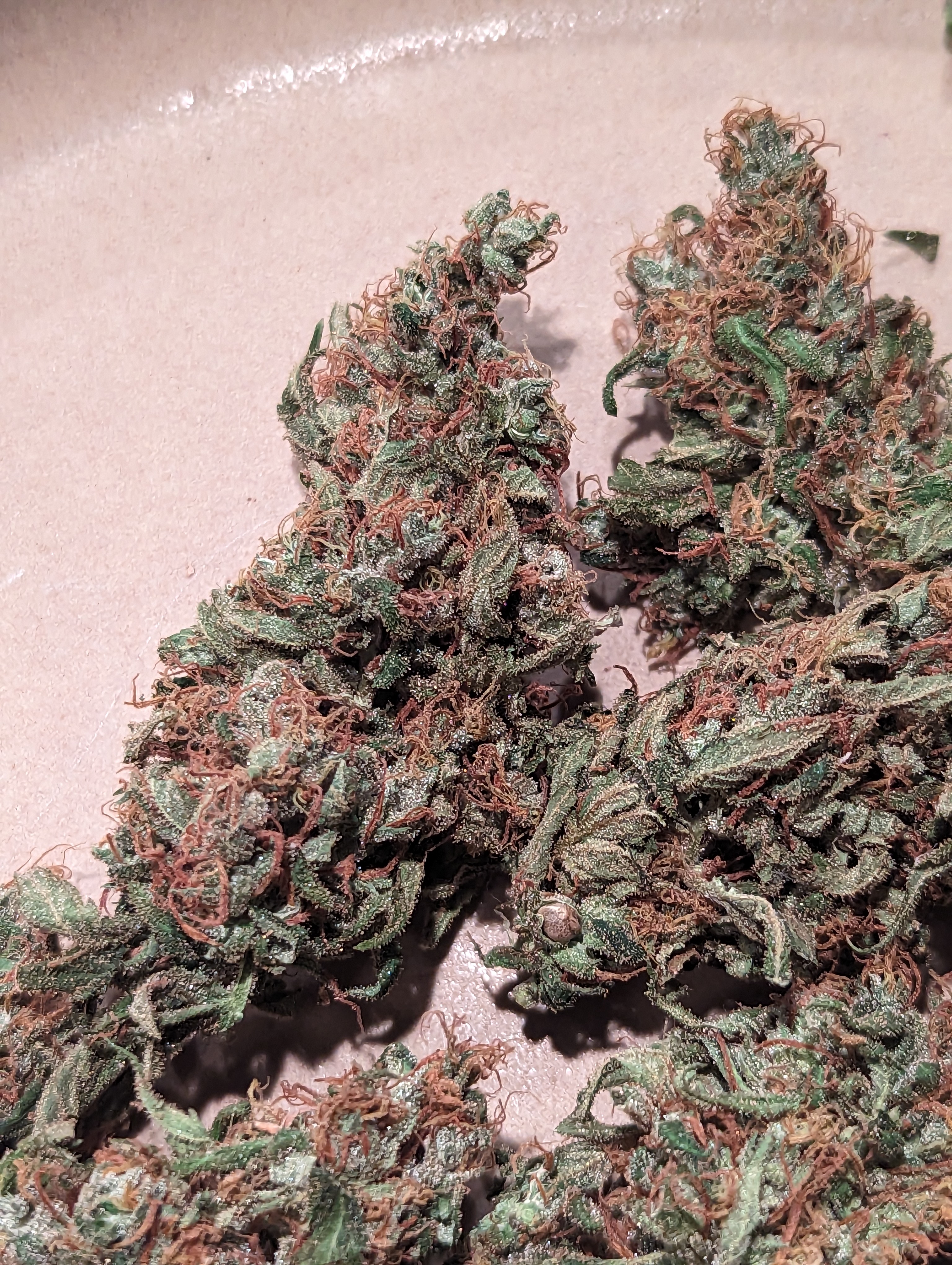 Roberts Creek Congo dried buds