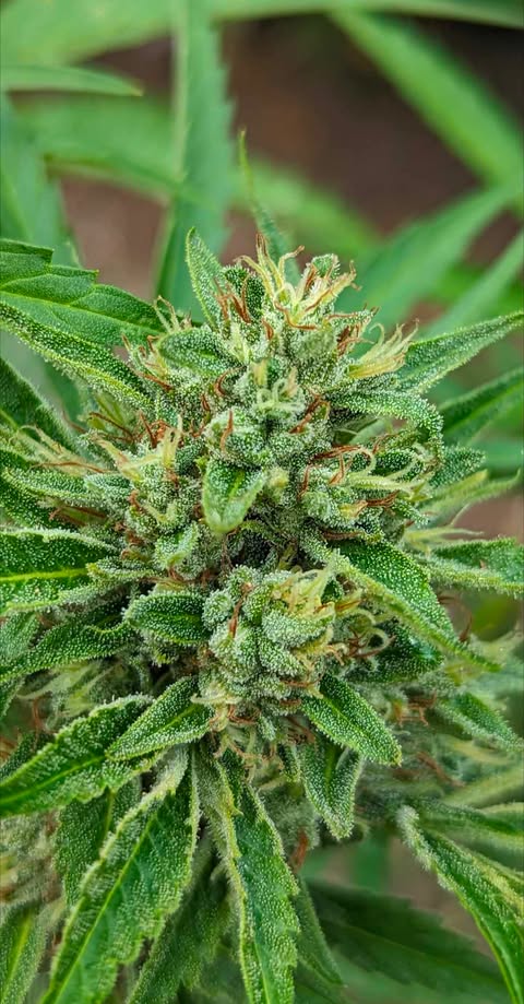 Cougar Claw Kush trichomes