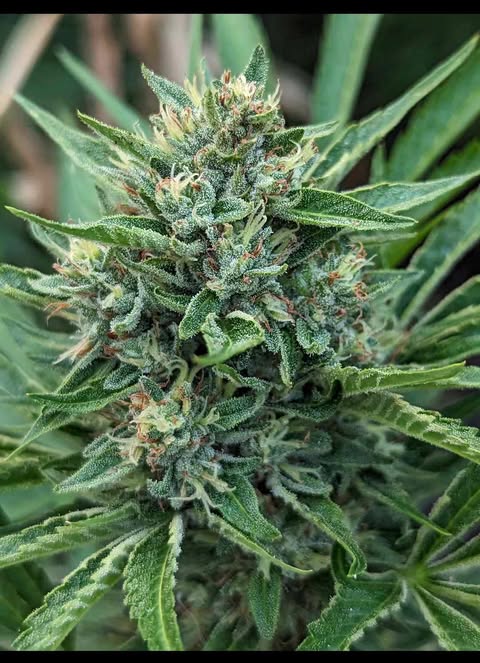 Cougar Claw Kush bud close-up