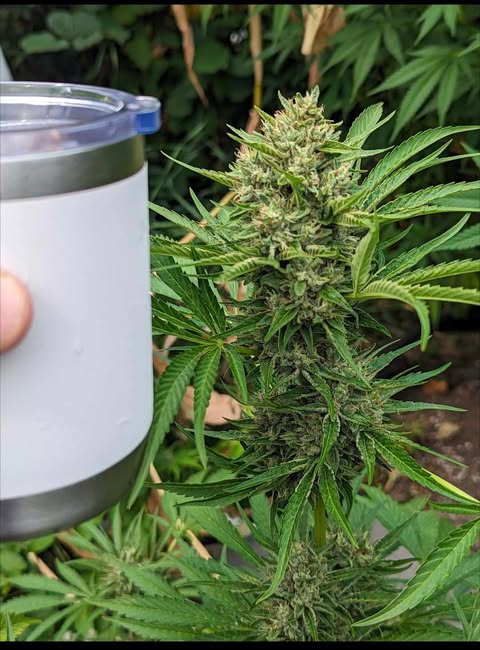Cougar Claw Kush autoflower